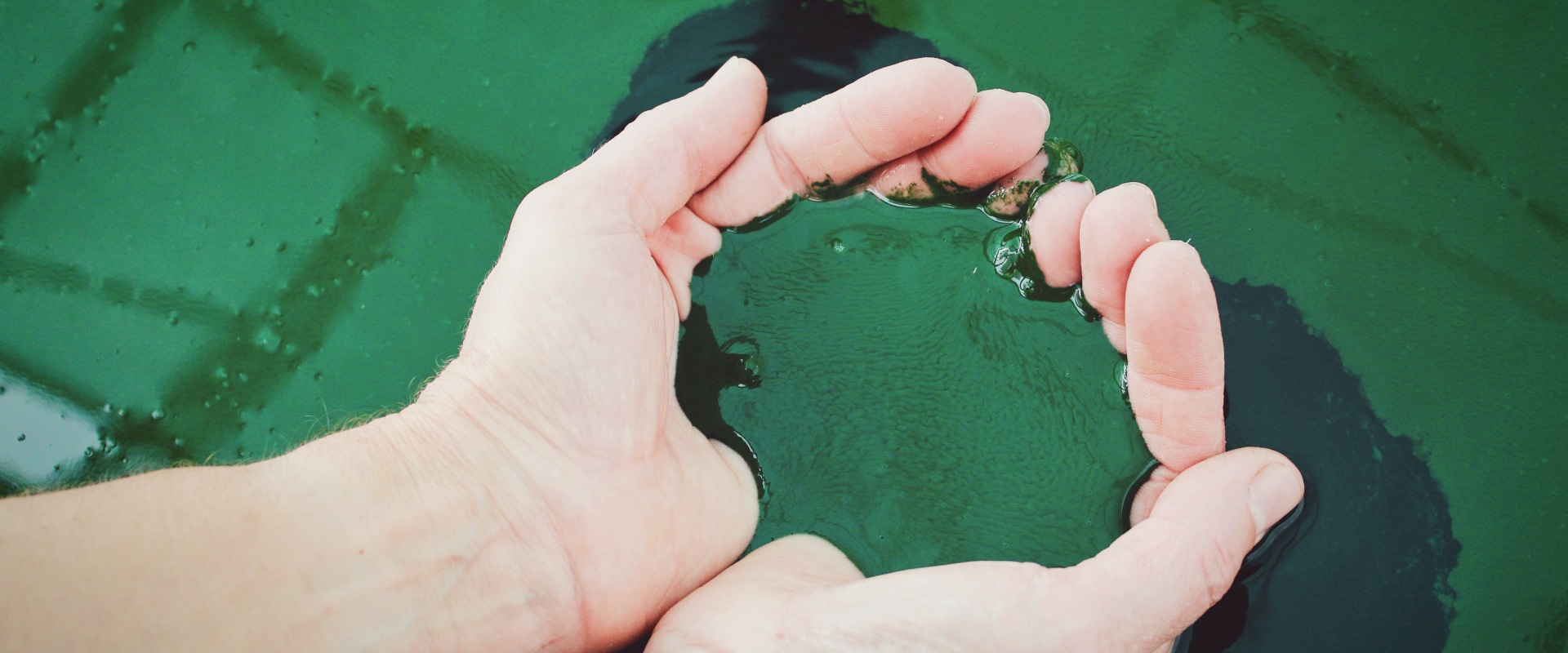 Cómo Medir 5 Gramos de Espirulina: Una Guía para Principiantes